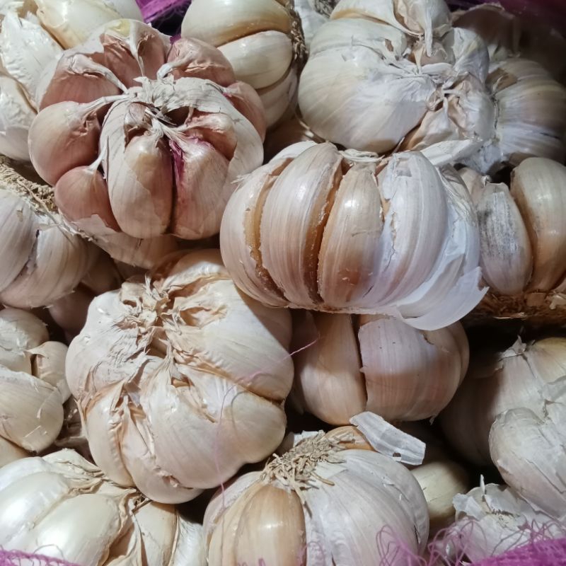 

Bawang putih besar