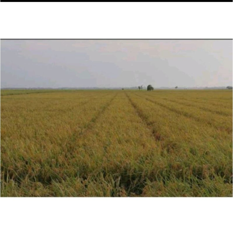 bibit padi amazone 218 berkualitas super unggul kemasan 5kg