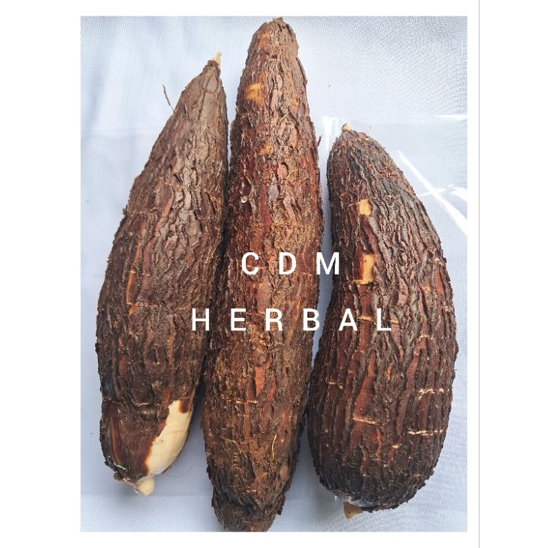 

singkong racun 1 kg singkong krikil obat herbal alami