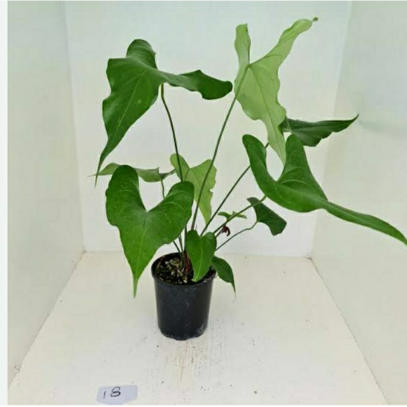 Tanaman Hias Anthurium Garuda corong