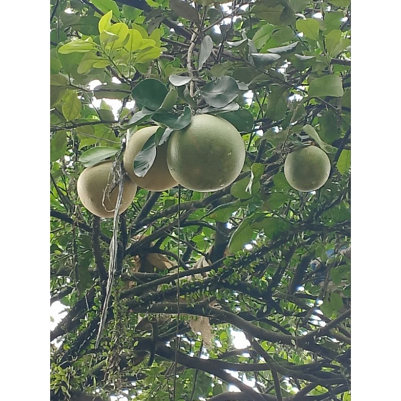 

jeruk bali pesan lgsung petik isi2 buah
