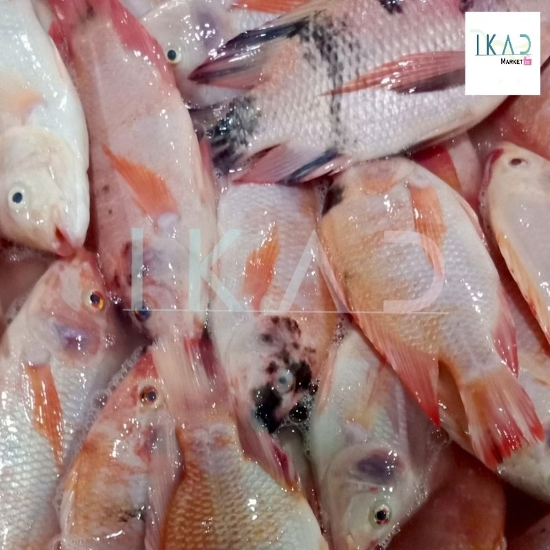 

Ikan Nila