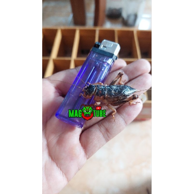 JANGKRIK GASIR HIDUP