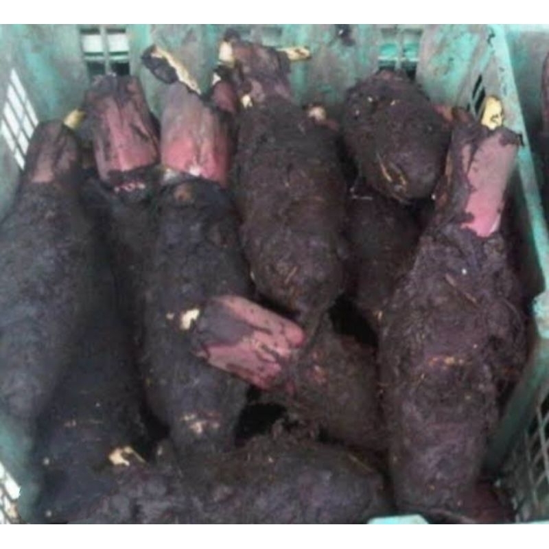

talas kalimantan 1kg