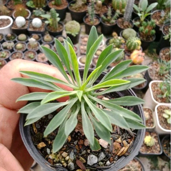 tanaman hias euphorbia kirin
