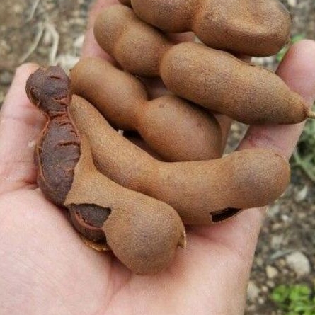 

Asem Jawa Tamarind