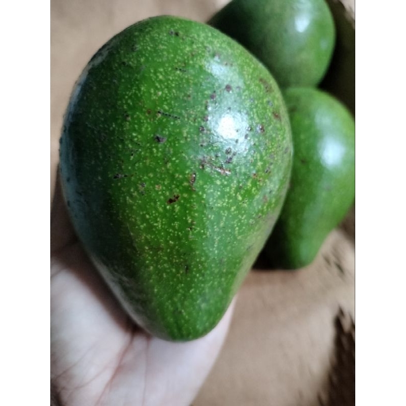 

alpukat Boyolali 500gr (isi 3)