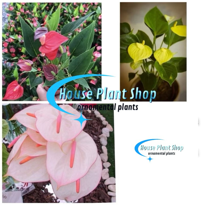 Promo Paket Hemat 3 Jenis Tanaman Hias Anthurium Mickey Mouse Murah | Tanaman Hidup | Bunga Hias | T