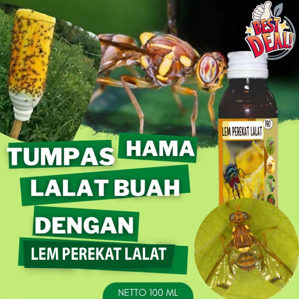 Metilat Eugenol Perangkap Lalat Buah Lem Ajaib Lalat Buah Lem Lalat Buah Cabe