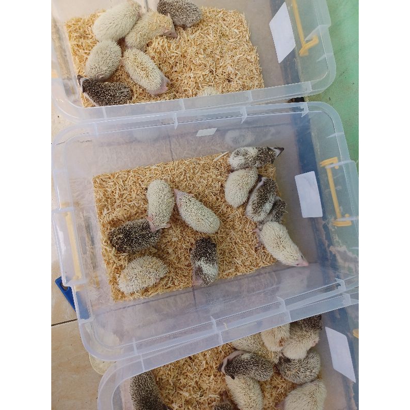 landak mini anakan murah berkualitas