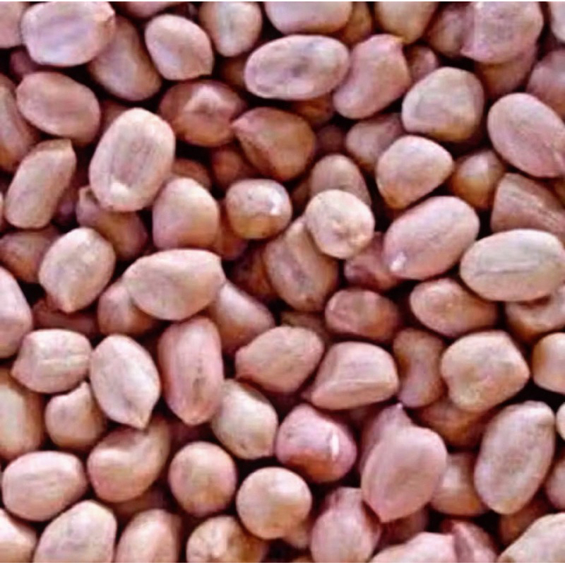 

500g BENIH KACANG TANAH SUPER ~petanihael~