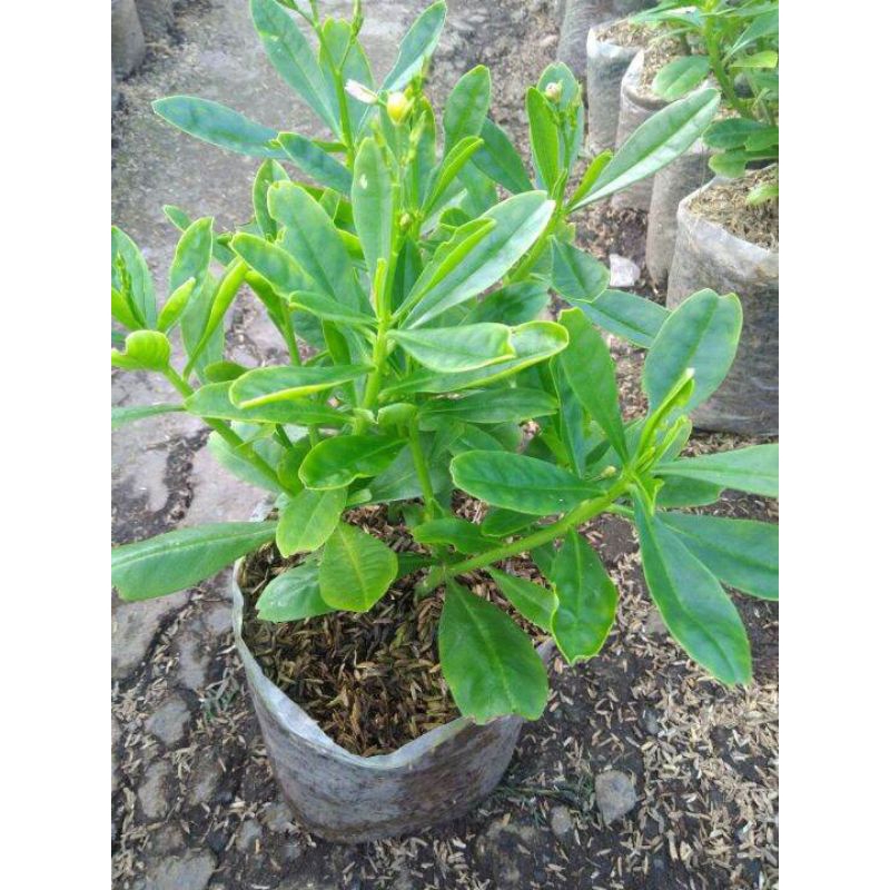 Bibit Tanaman ginseng Jawa / bibit ginseng Jawa / som Jawa tanaman herbal