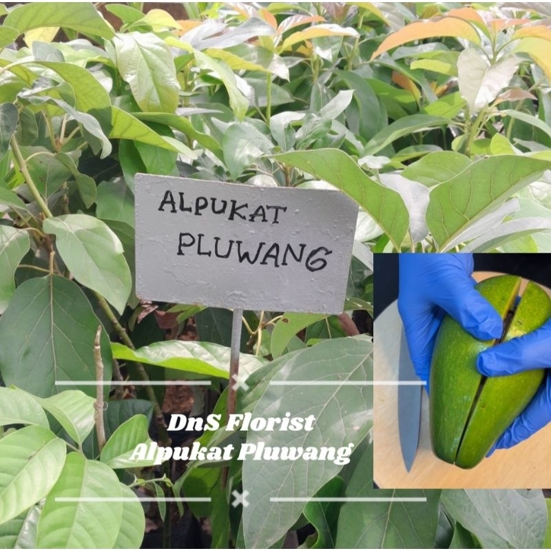 Bibit Alpukat Pluwang Tinggi 1 Meter Asli Jenis Tanaman Cepat Berbuah dan Bibit Berkualitas Super Ha