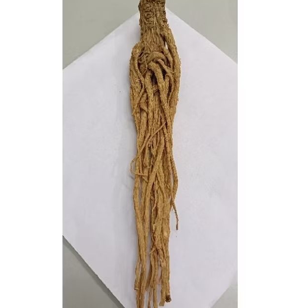 

Gui Wei Tiao/归尾条/Acalypha hispida Burm/Ekor Kucing Merah