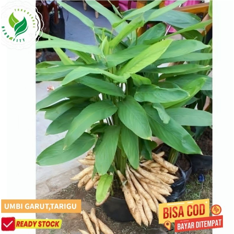 

bibit umbi tarigu.umbi Garut segar fress