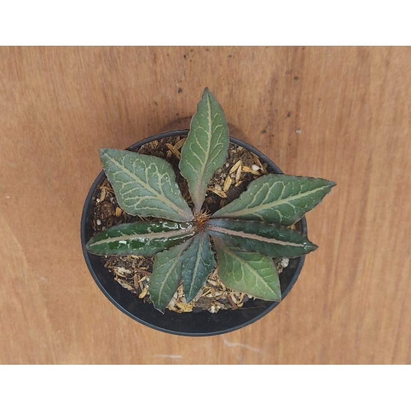 euphorbia francoisi hybrid