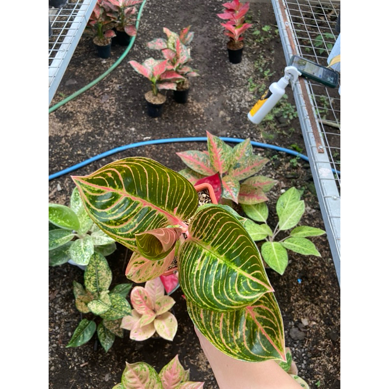 AGLAONEMA KRESNA GOLDEN