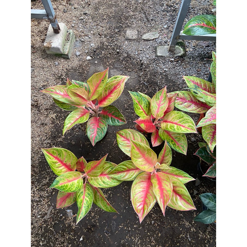 Aglaonema red exotic