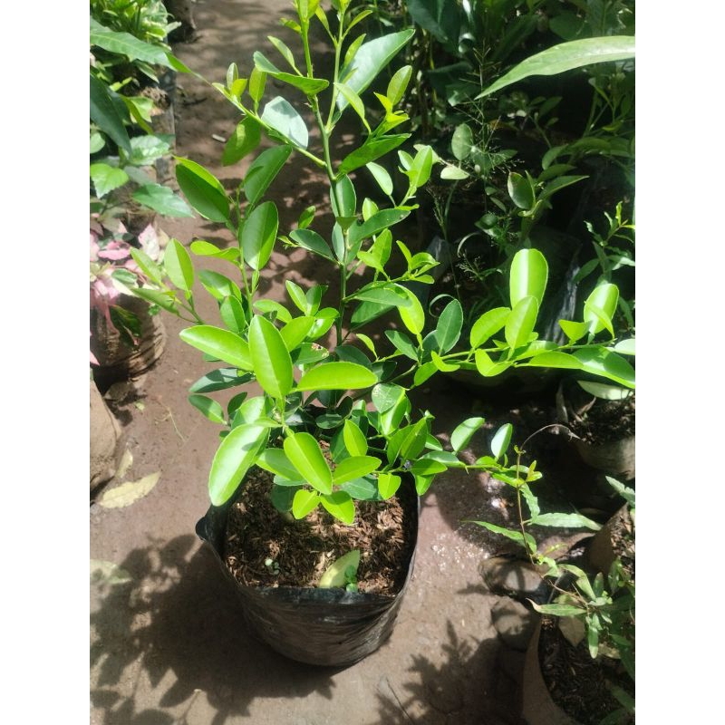 bibit tanaman jeruk nipis | pohon jeruk nipis | okulasi | cepat berbuah