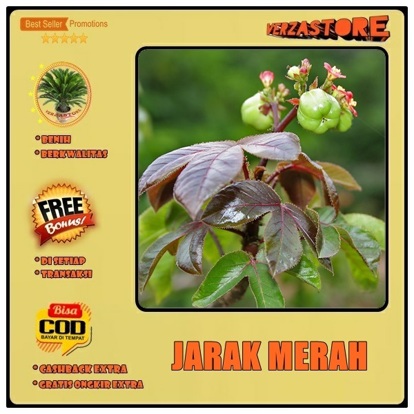 Biji BenihTanaman Jarak Merah  Jarak Wulung / 4 biji