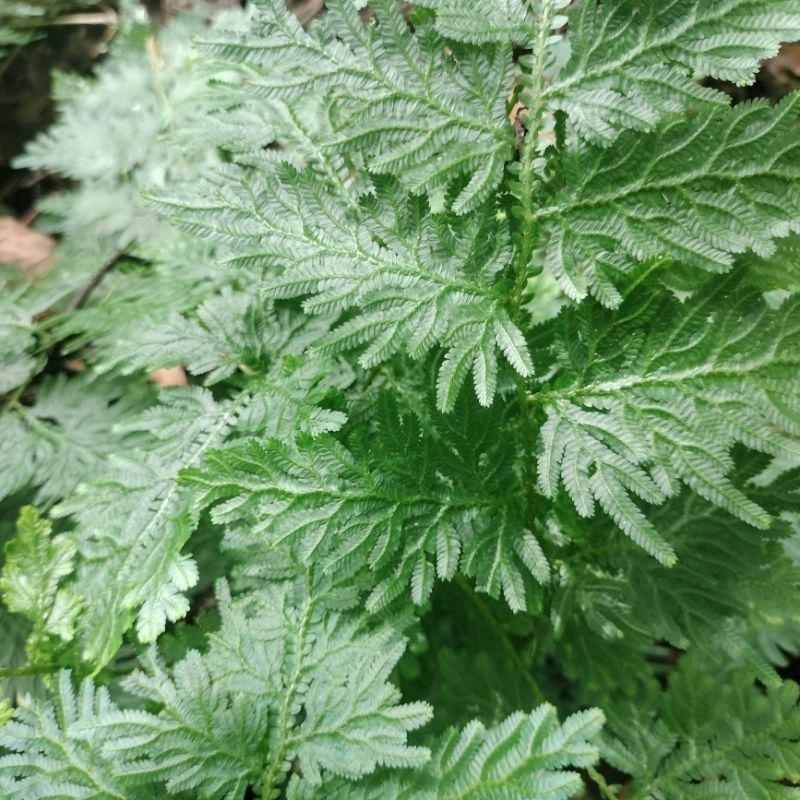 

Daun cakar ayam segar 1 kg