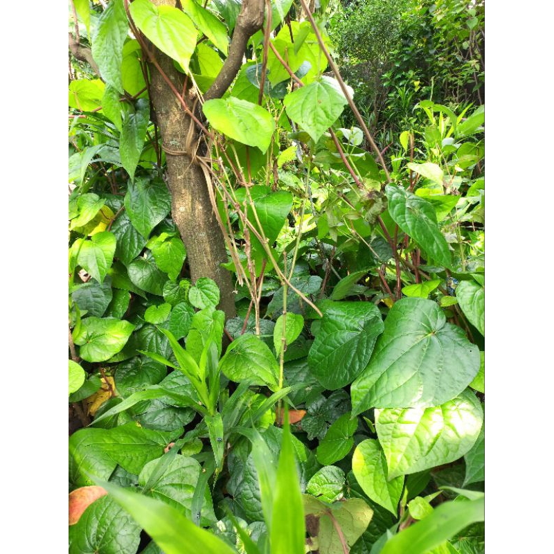 

DAUN SIRIH SEGAR PER LEMBAR