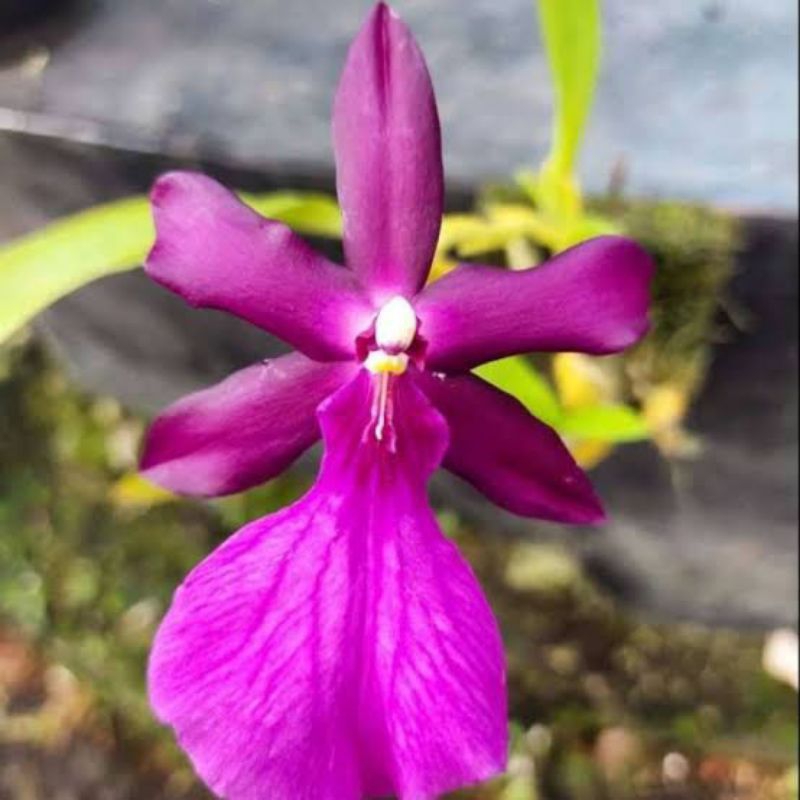 Anggrek Oncidium Miltonia Spectabilis