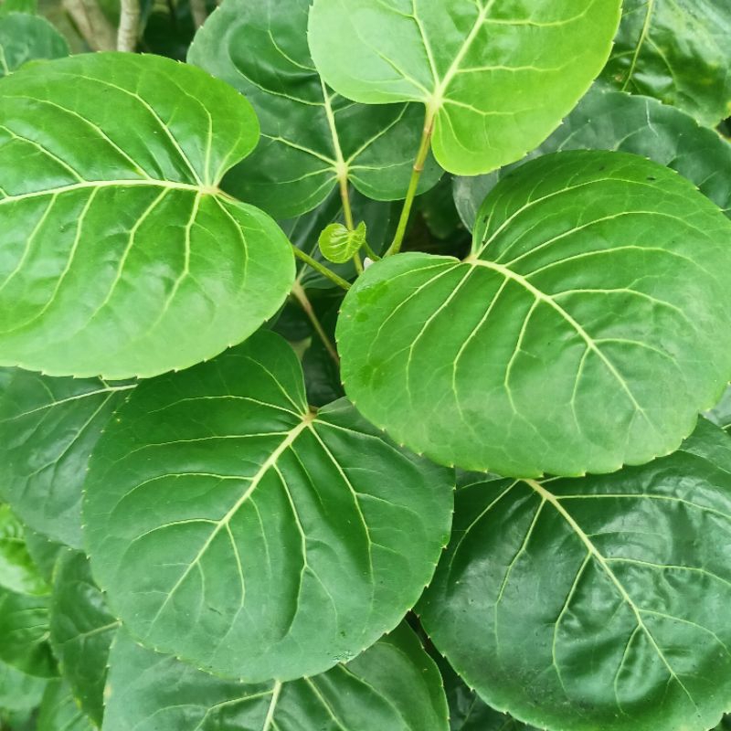 

Daun Mangkokan Segar per 50 Lembar
