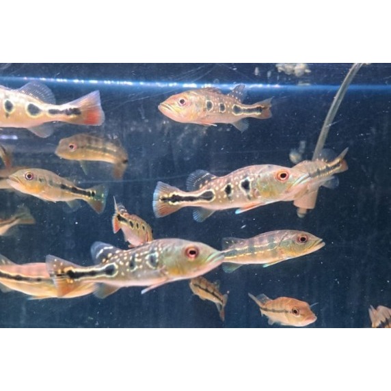 pbass broco / brocopondo pure 10-12cm