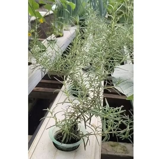 bibit rosemary