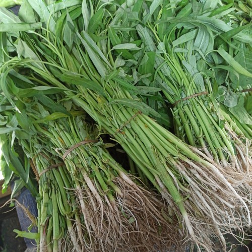 

Kangkung Per Ikat