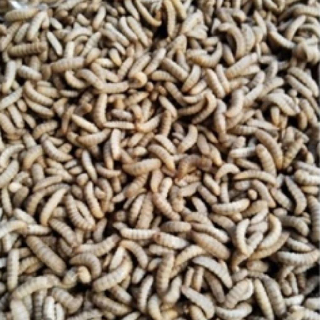 Magot hidup kemasan 300 gram umpan pancing dan indukan lalat bsf