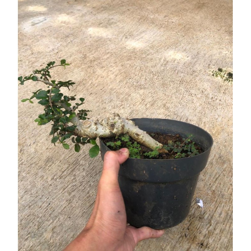 BONSAI SERUT // BAHAN BONSAI SERUT