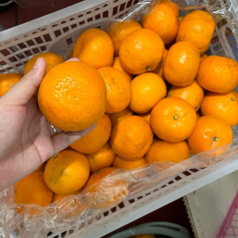 

1 Kg Jeruk Wokam ( asam manis )