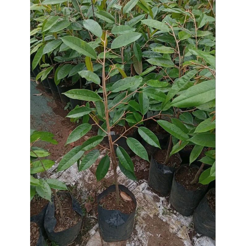 bibit tanaman durian super tembaga asli super
