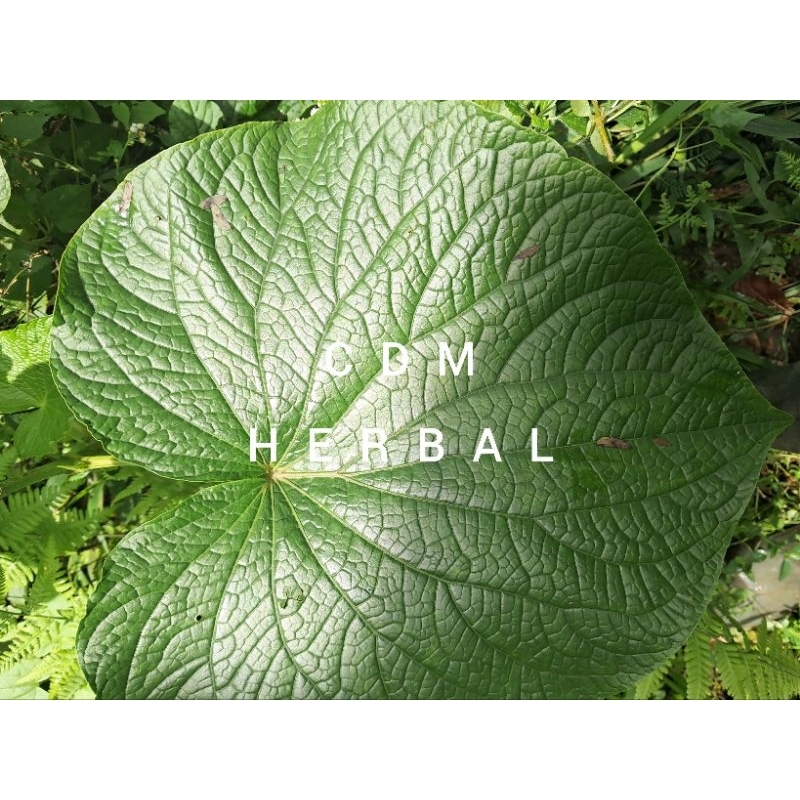 

daun gedebong segar 300 gram obat herbal alami