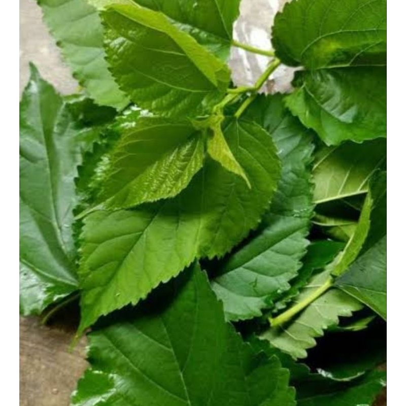 

Daun murbei segar petik langsung 30 lembar-az
