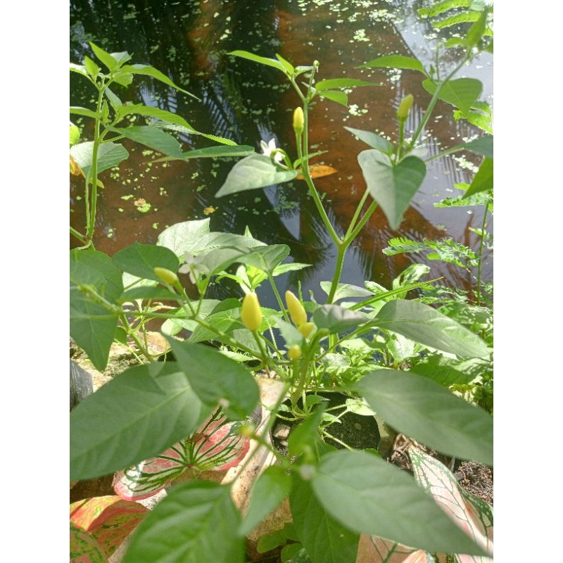 Tanaman Cabe / Lombok Unggul  Dalam Polybag sudah berbuah