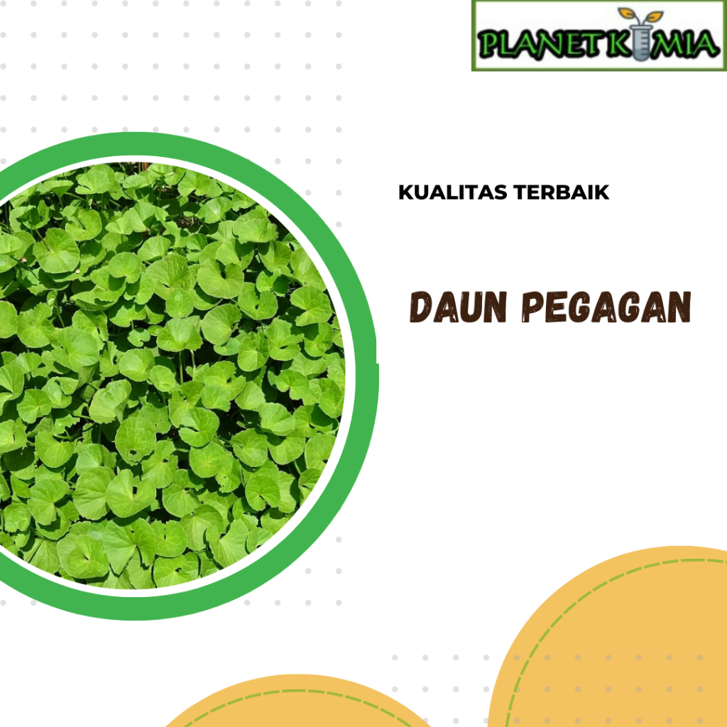

ekstrak daun pegagan best product