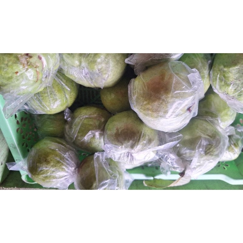 

JAMBU KRISTAL