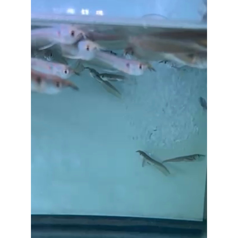 Silver Serat Merah Red Arwana Arowana