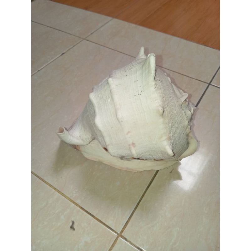 cangkang keong helmet/ cassis cornuta jumbo 25 cm