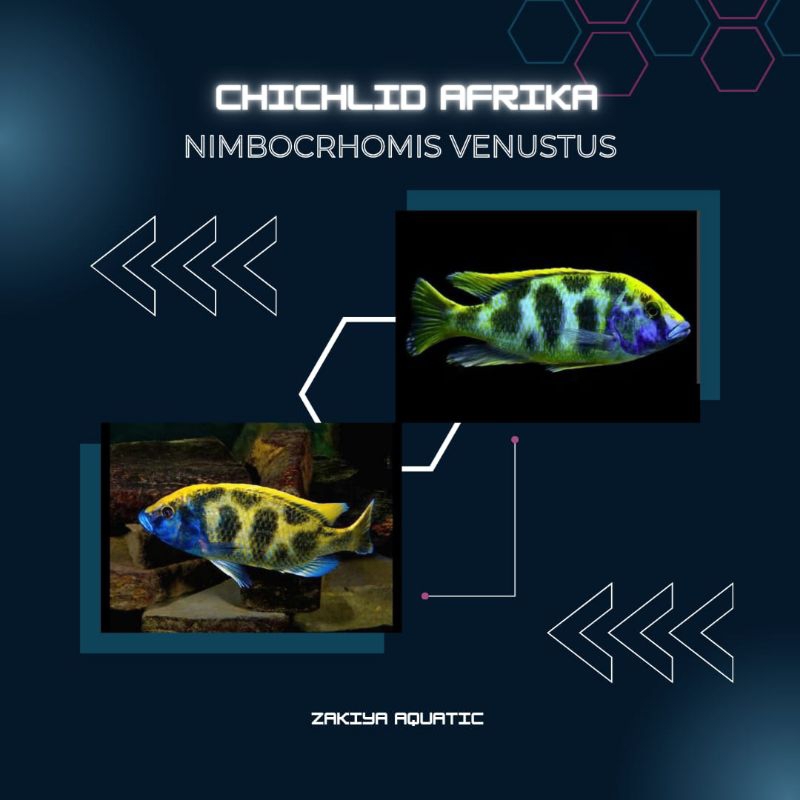 Venustus Cichlid Afrika