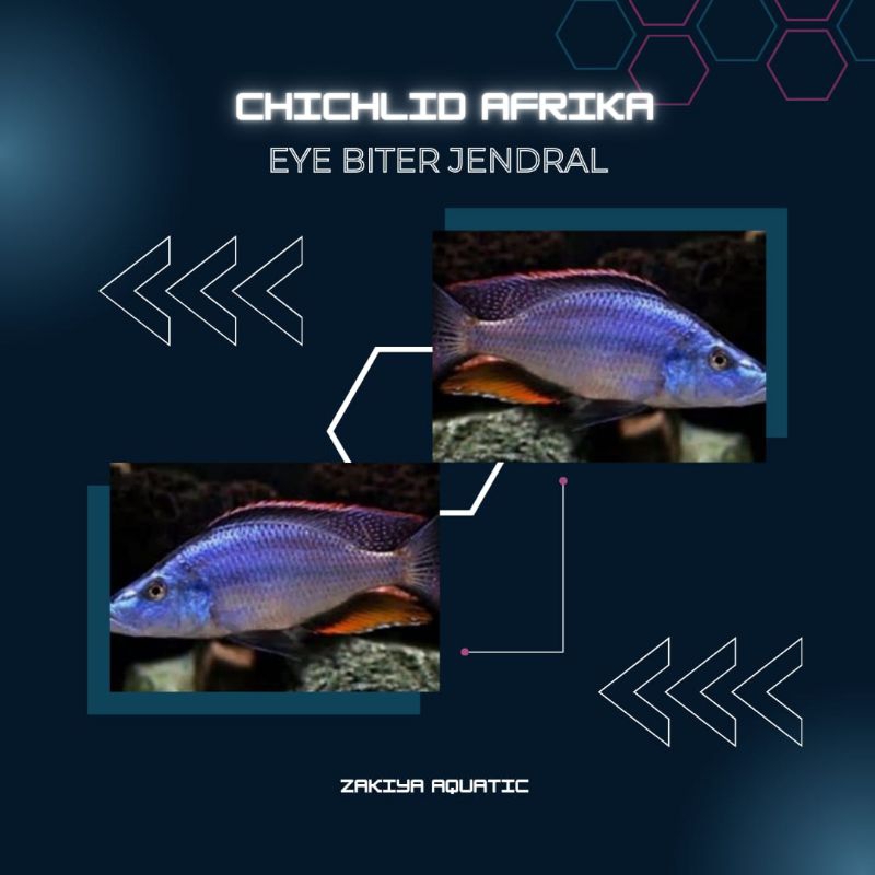 Jendral Cichlid Afrika Pure