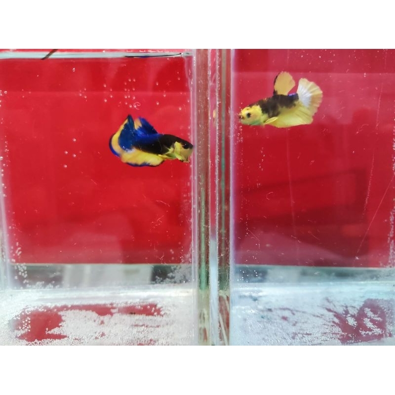 ikan cupang plakat yellow hellboy