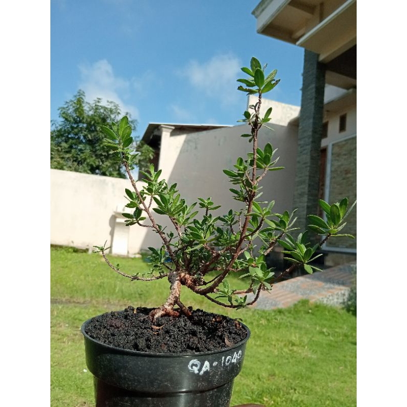 QA-1040, BIBIT BONSAI SANTIGI MAWAR SEMAI BIJI
