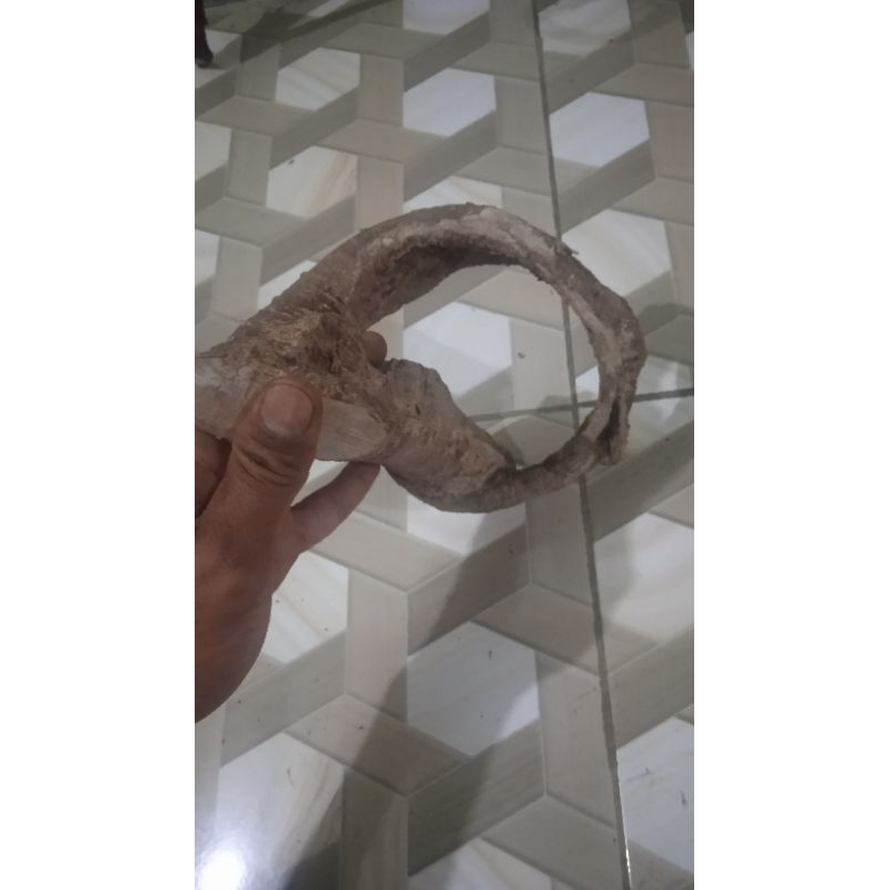 akar mimang unik berkarakter asli