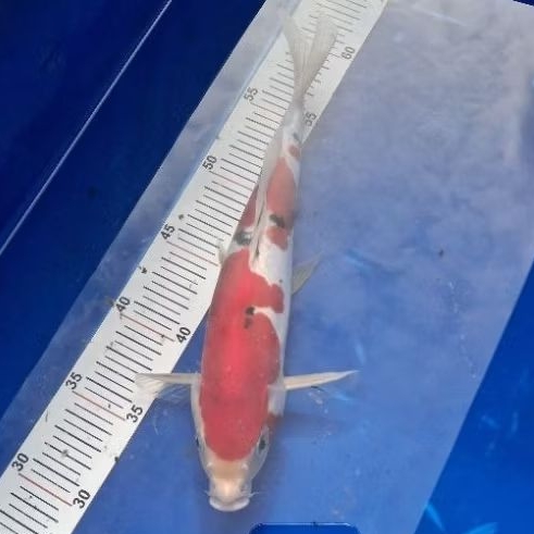 sanke doitsu koi ikan blitar 28cm
