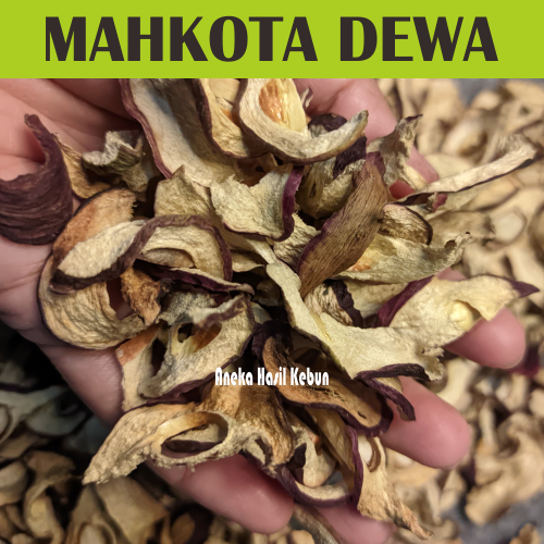 

Mahkota Dewa kering 1 Kg Kwalitas Terjamin