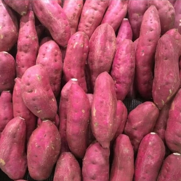 

Ubi Ungu Murasaki | Tanya stock terlebih dahulu | Green Garden | Hammysnotes